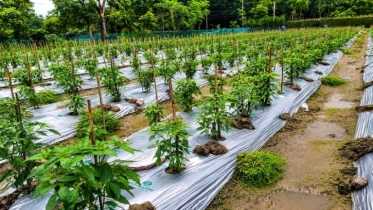 কৃষিতে আধুনিক প্রযুক্তির প্রসারে বাধা ভ্যাট