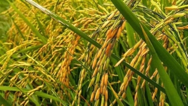 বোরো মৌসুমে ধান-চাল সংগ্রহে রেকর্ড